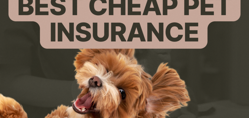 Best Pet Insurance for Dachshunds